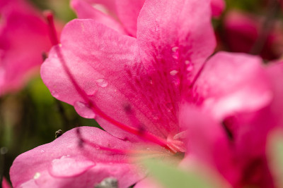 花园公园里粉红色的杜鹃花