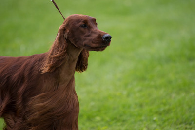 以草为背景的爱尔兰塞特犬