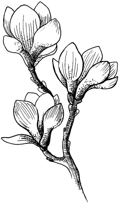 木兰