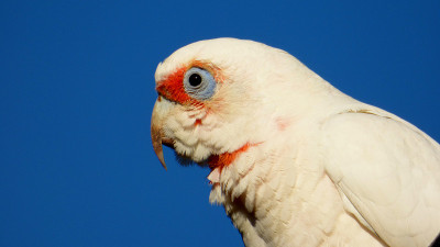 野生族Corella