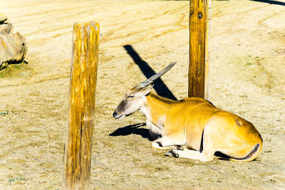 动物园里的Eland