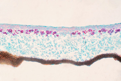 地衣、真菌、教育生物学显微镜下切片切片。