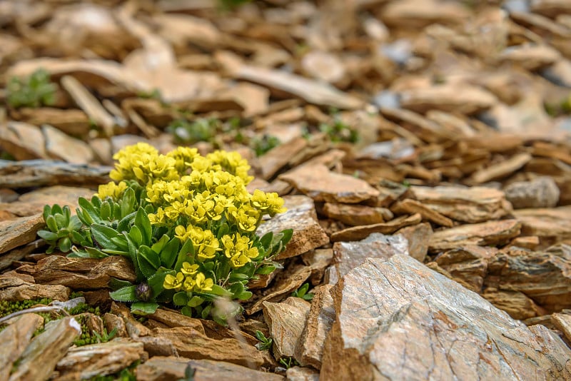 黄花、石头、山脉特写