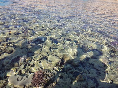 清澈的海水和水下的畜栏