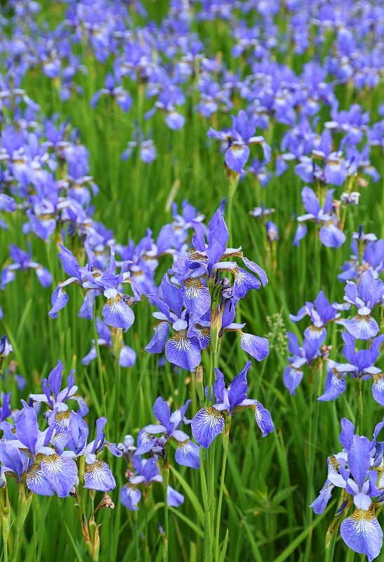 虹膜sibirica。