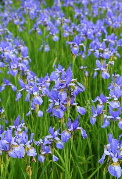 虹膜sibirica。