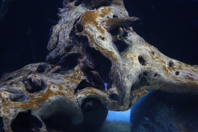 海洋水生生物