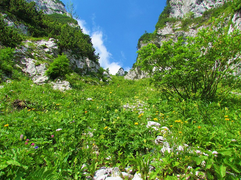 高山草甸