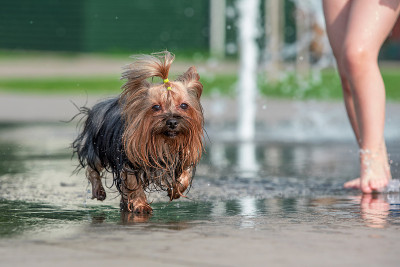 热湿的约克郡犬在行人喷泉里洗澡