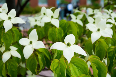 公园树上的白花