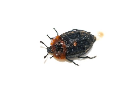 Oiceoptoma thoracicum