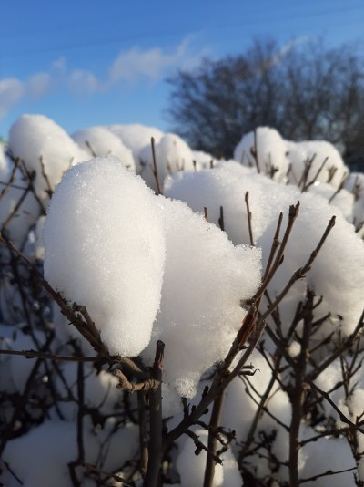 雪落在灌木的树枝上