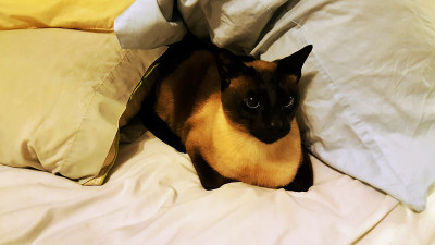 暹罗猫