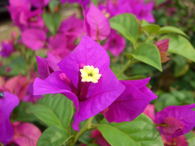 花