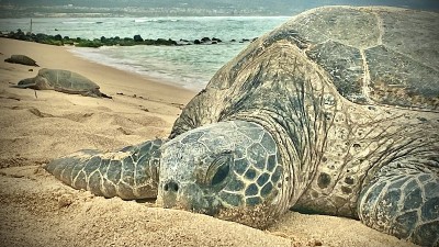 绿海龟在温暖的毛伊岛沙滩上休息/绿海龟/黑海龟/太平洋绿海龟/龟鳖
