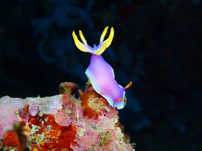 海蛞蝓