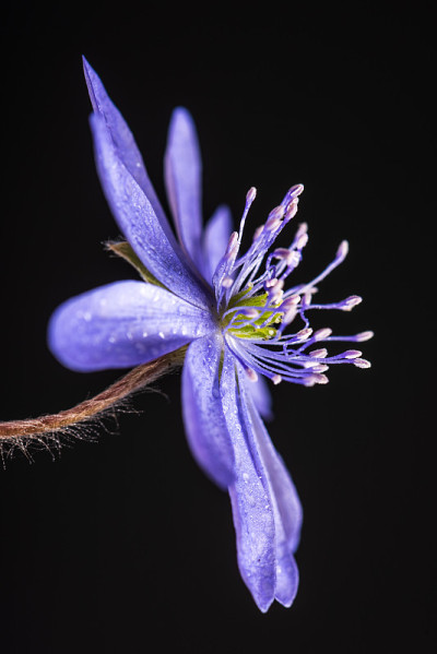 海葵花。