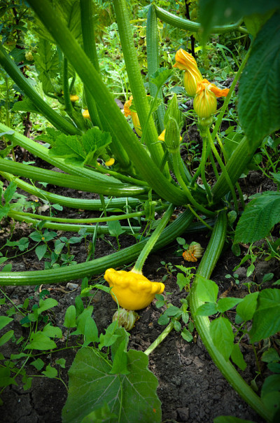 小西葫芦。花园里有一种植物