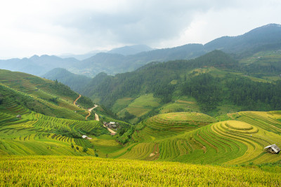 越南西北部的稻田正在准备收割。越南的风景。
