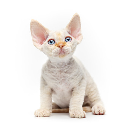 可爱的德文雷克斯小猫。