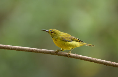 Olive-backed太阳鸟