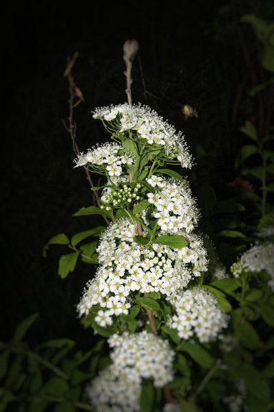 花园花绣线菊的特写。