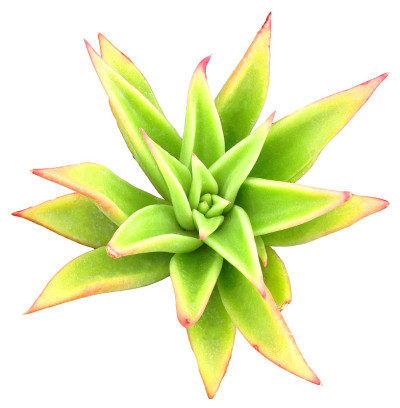 多汁的孤立