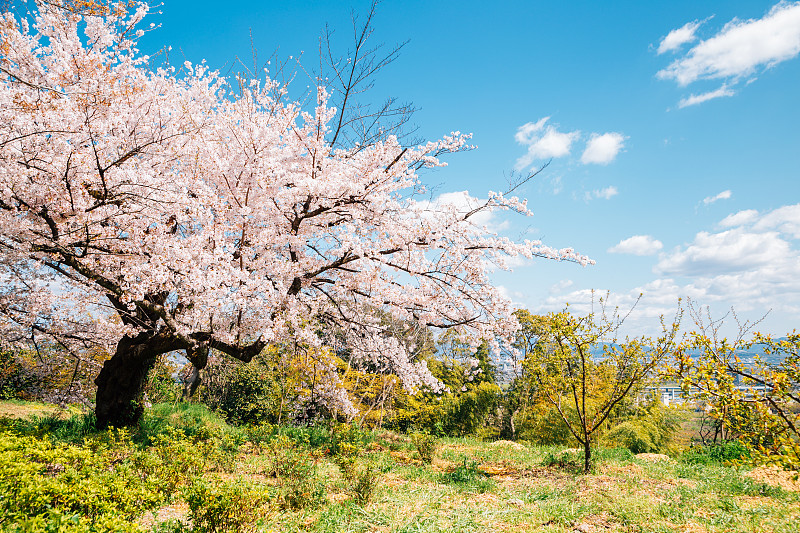 日本京都耳山的春天樱花盛开