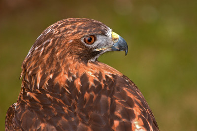 金鹰(Aquila chrysaetos)看起来不错
