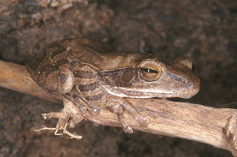 Polypedates Maculatus。常见的树蛙。一种中等大小的青蛙，生活在潮湿的落叶森林地区