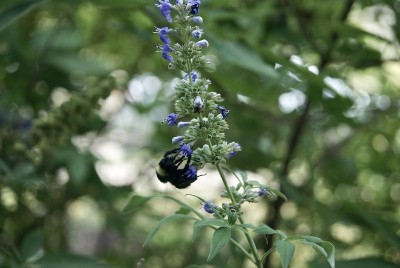 蜜蜂