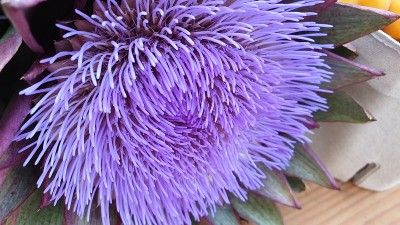 Artichoke purple flowers blooming blossom