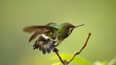 绿色thorntail蜂鸟