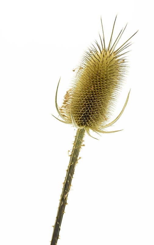 dipsacus fullonum孤立