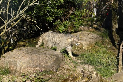 欧洲野猫
