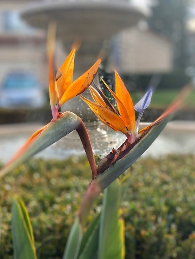 天堂鸟花