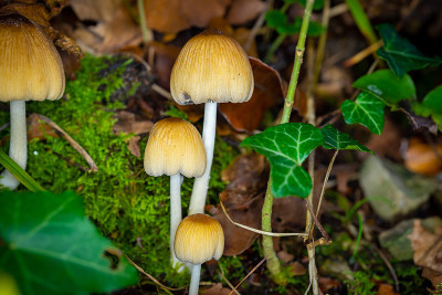 有毒的“Mica Inkcap”或“闪光Inkcap”蘑菇- Glimmertintling (mi