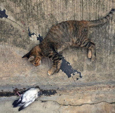 斑纹猫和受伤的鸽子眼神交流。