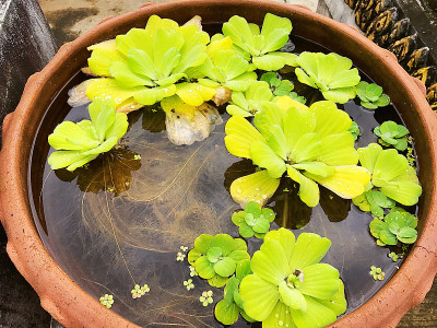 水陶中的小淡绿色植物
