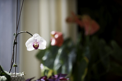 花环兰花
