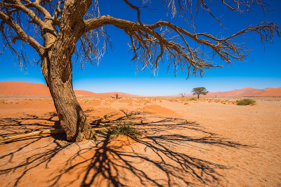 死亡的骆驼刺树和红色的沙丘，Sossusvlei，纳米比亚- naukluft国家公园，纳米比亚