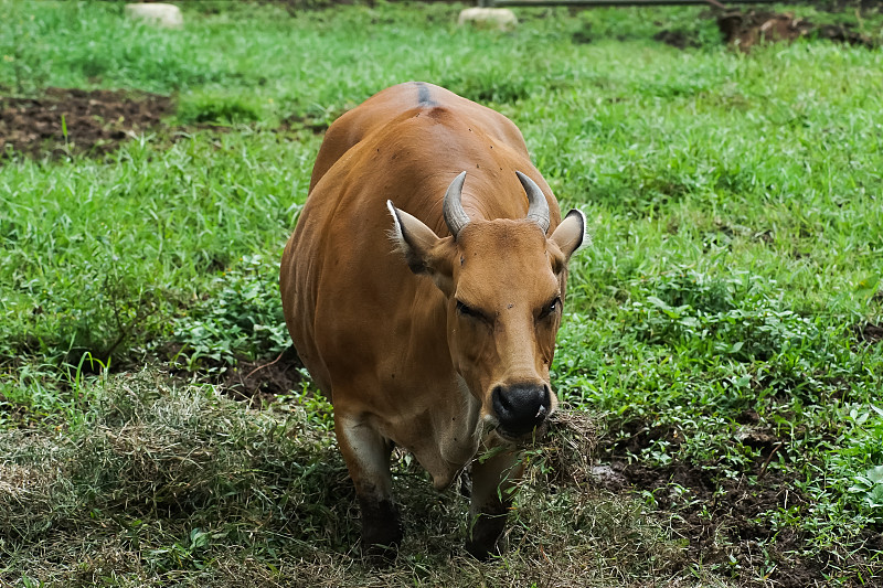 印度尼西亚野生牛