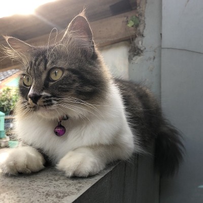 猫