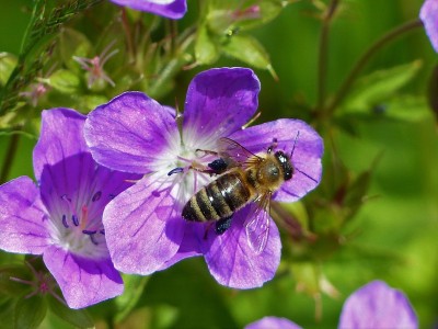 昆虫、蜜蜂、