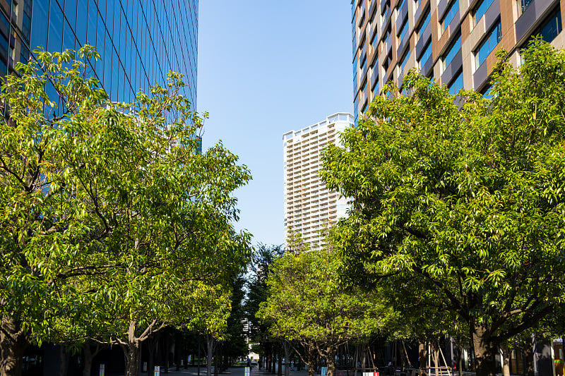 Toyosu建筑和绿树成荫的街道5