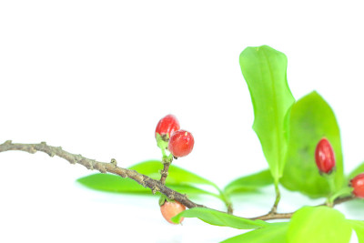 红木古柯近了