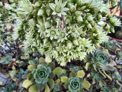 Aeonium haworthii开花