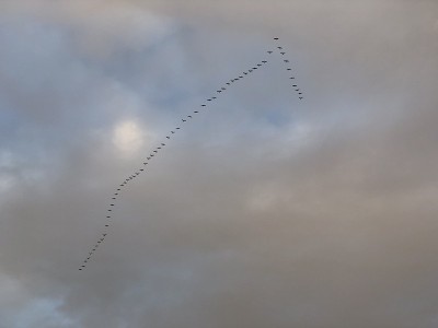 Brids