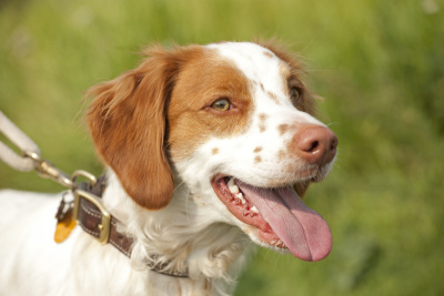 布列塔尼猎犬