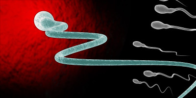 人类精子和卵子的医学精确说明